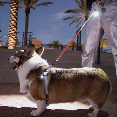 Ultra retractable leash with flashlight, walking a dog at night.