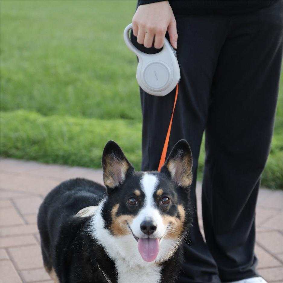 Person using the GO! PRO Retractable Leash with a corgi dog outdoors.